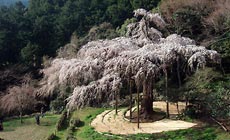 長興山 紹太寺